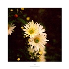 dailyPhoto4