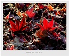 dailyPhoto5