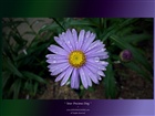 dailyPhoto5