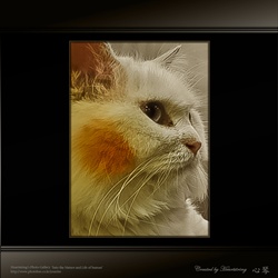 dailyPhoto9