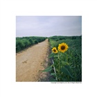 dailyPhoto1