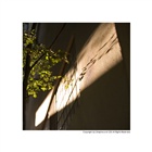 dailyPhoto36