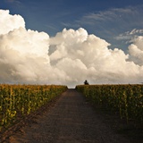 dailyPhoto8