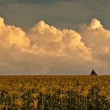 dailyPhoto33