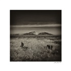 dailyPhoto1