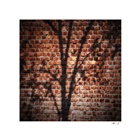 dailyPhoto1