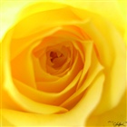dailyPhoto11