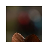 dailyPhoto12