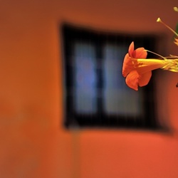 dailyPhoto38