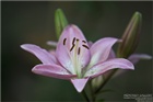 dailyPhoto8