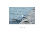 dailyPhoto40