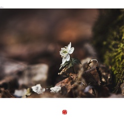 dailyPhoto30