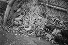 dailyPhoto4