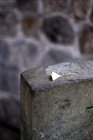 dailyPhoto37