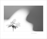 dailyPhoto30