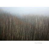 dailyPhoto4