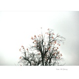 dailyPhoto30