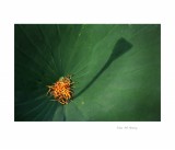 dailyPhoto36