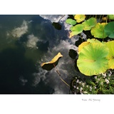 dailyPhoto36