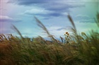 dailyPhoto40