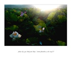 dailyPhoto9