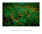 dailyPhoto20
