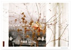 dailyPhoto34