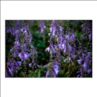 dailyPhoto1