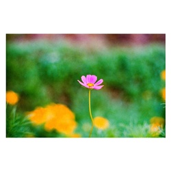 dailyPhoto34