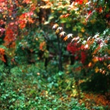 dailyPhoto37