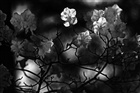 dailyPhoto9