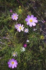 dailyPhoto39