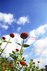 dailyPhoto35