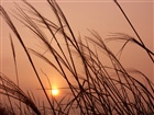 dailyPhoto36