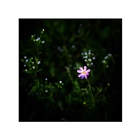 dailyPhoto37