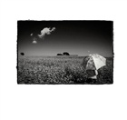 dailyPhoto7