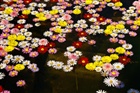 dailyPhoto20