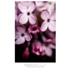 dailyPhoto6