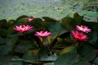 dailyPhoto40