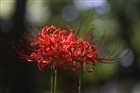 dailyPhoto12