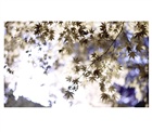 dailyPhoto32
