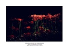 dailyPhoto6