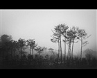 dailyPhoto40