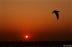 dailyPhoto1