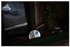 dailyPhoto36