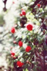 dailyPhoto26