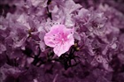 dailyPhoto40