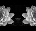 dailyPhoto38