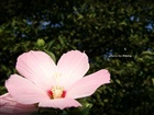 dailyPhoto28