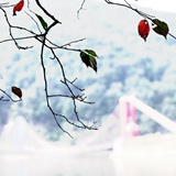dailyPhoto2
